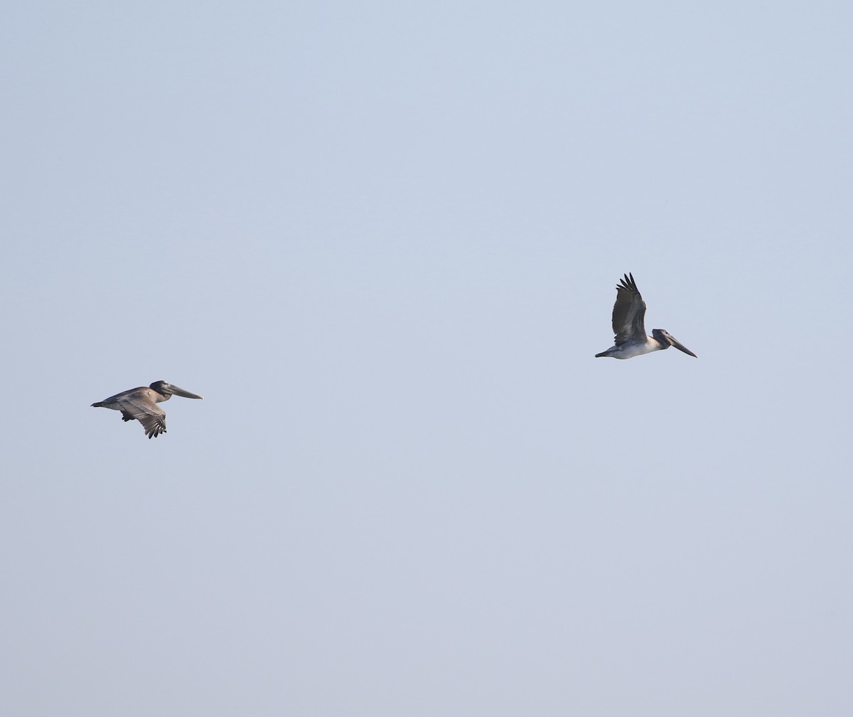 Brown Pelican - ML644880782