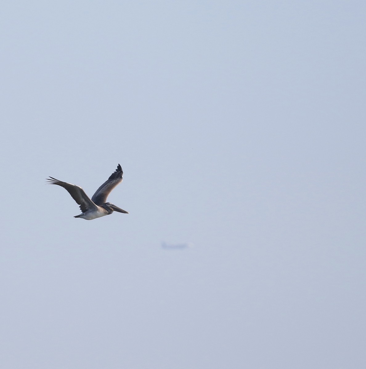 Brown Pelican - ML644880783