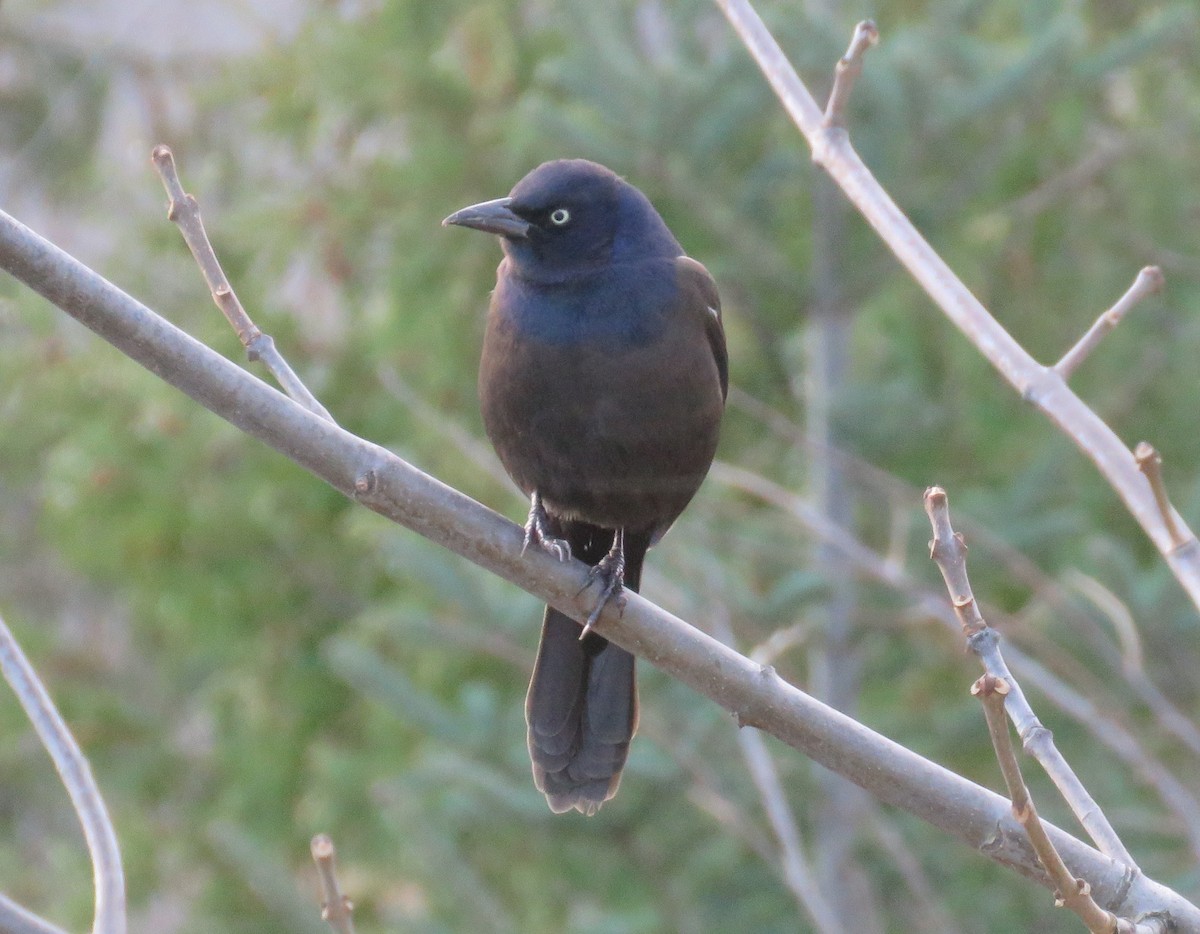 Purpurgrackel - ML644880820