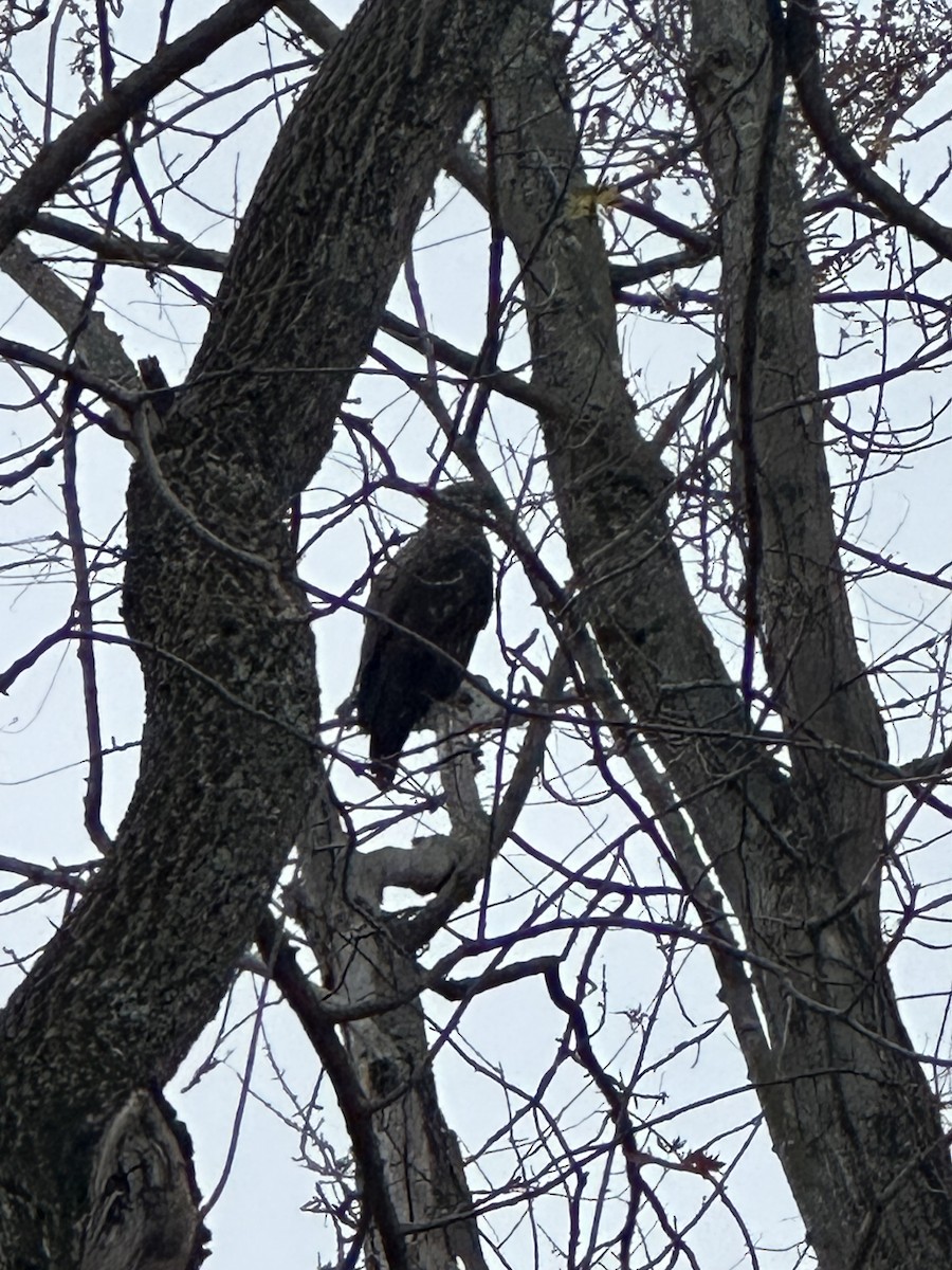 hvithodehavørn - ML644880830