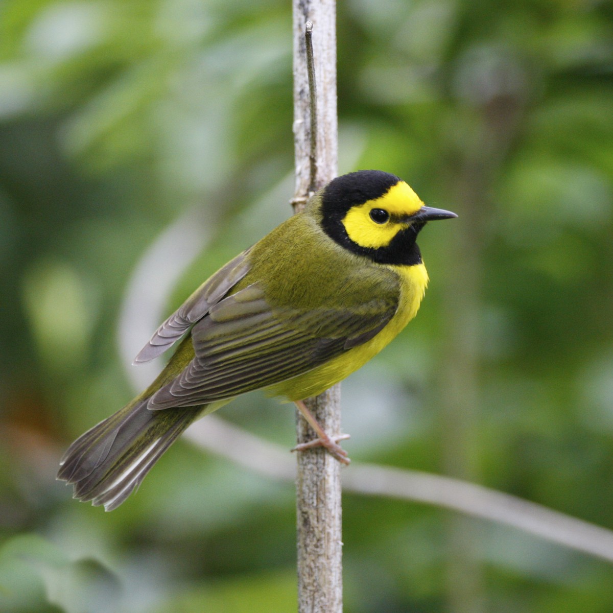 クロズキンアメリカムシクイ - ML644880833