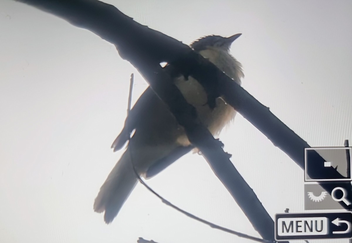 Spotted Greenbul - ML644880847
