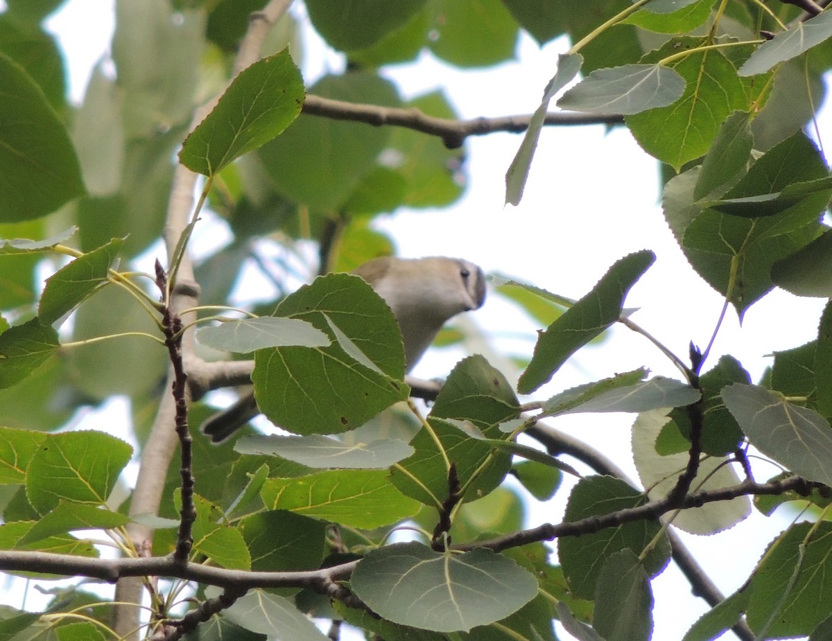 Красноглазый виреон - ML644880860