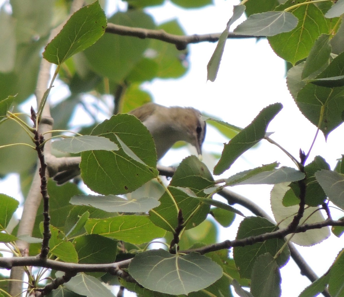 Красноглазый виреон - ML644880862