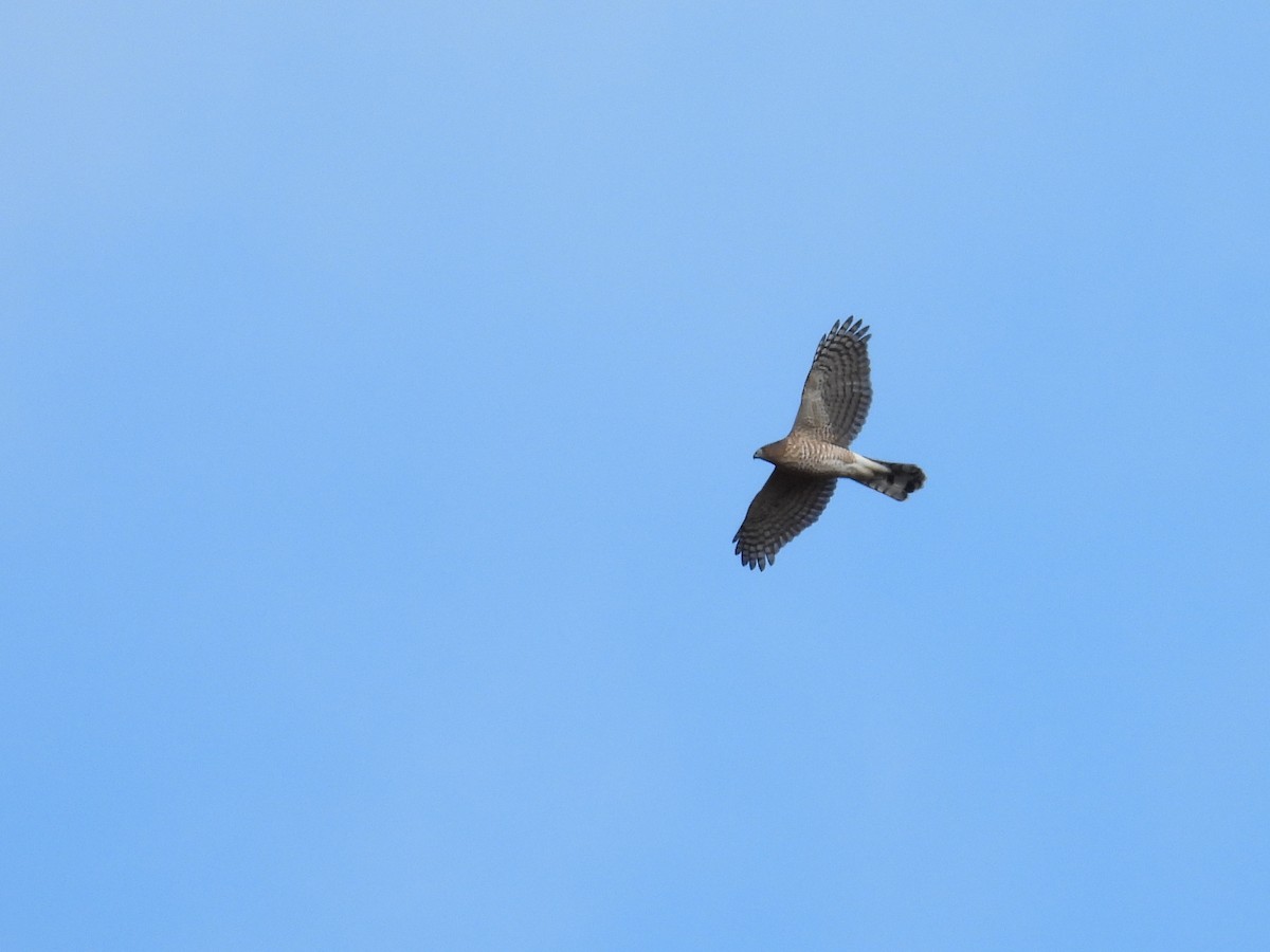 Cooper's Hawk - ML644880866