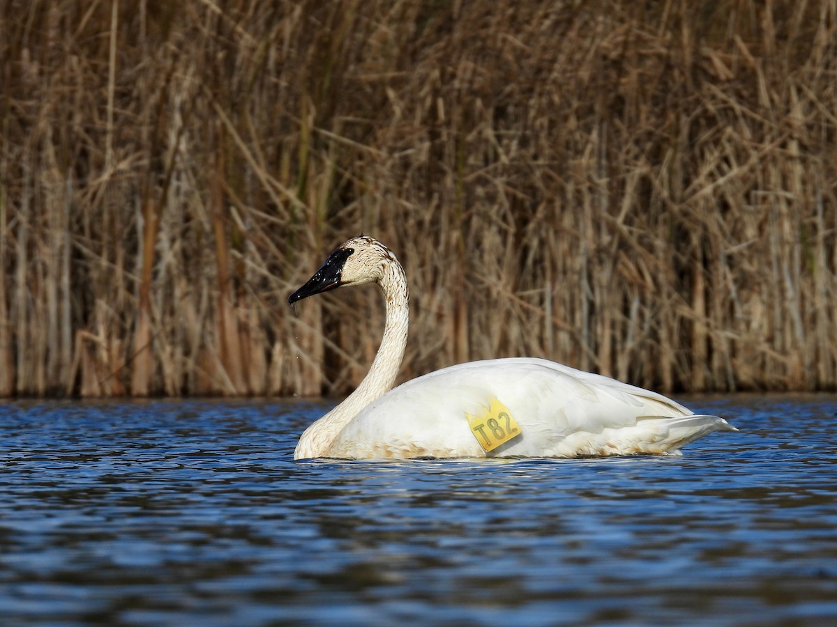 Trumpeter Swan - ML644880867