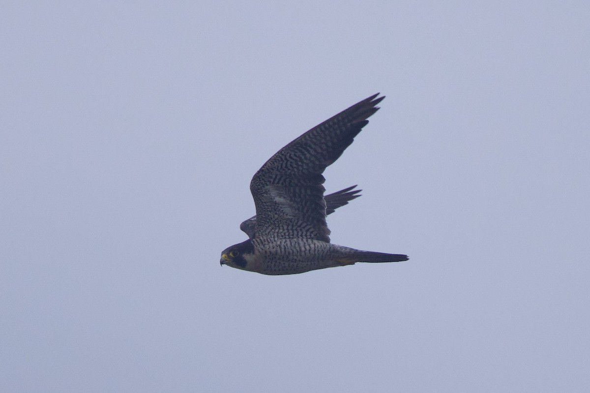 Peregrine Falcon - ML644880869