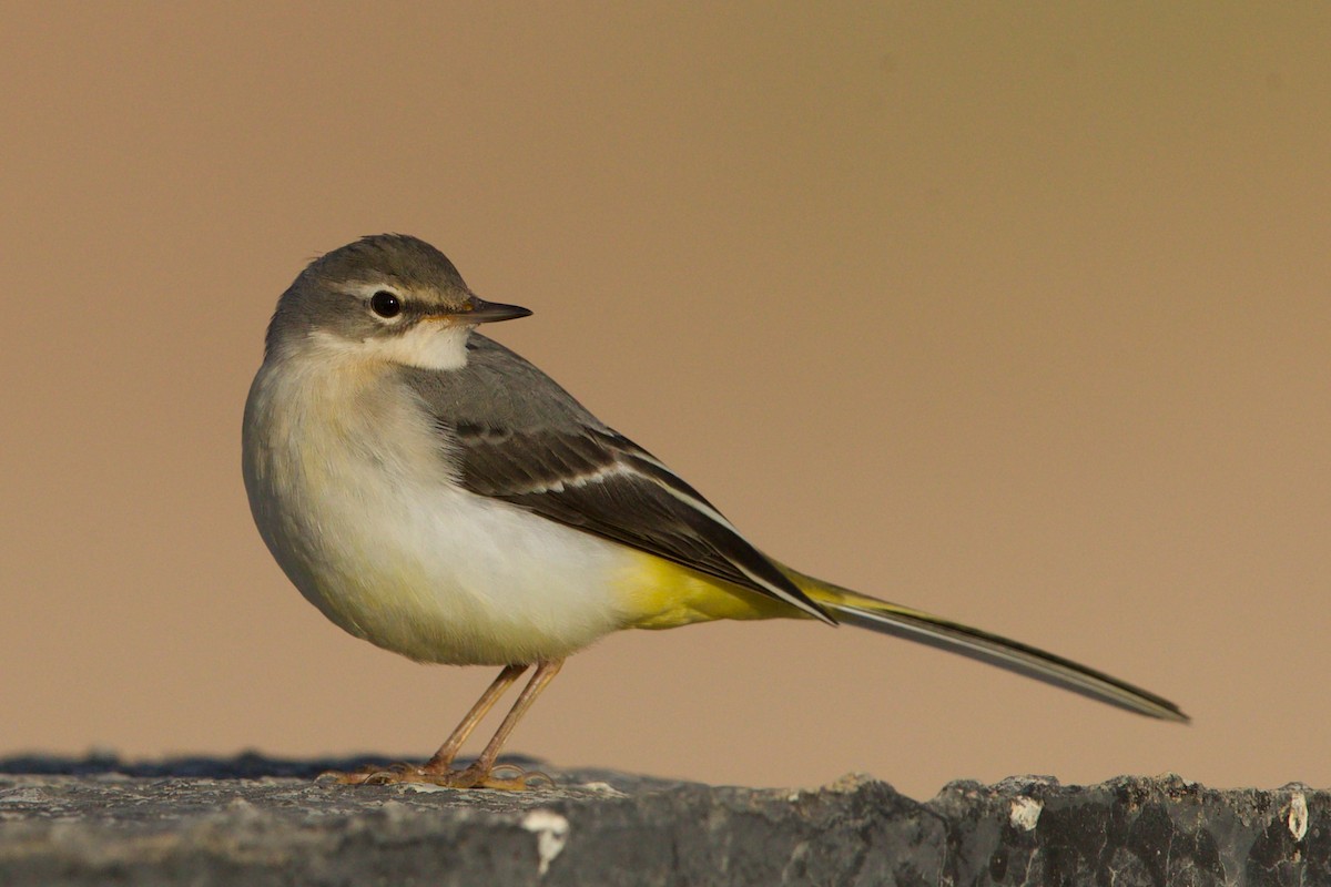 Горная трясогузка - ML644880880