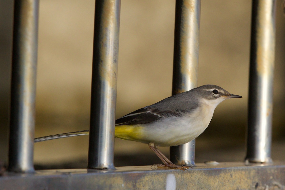 Горная трясогузка - ML644880881