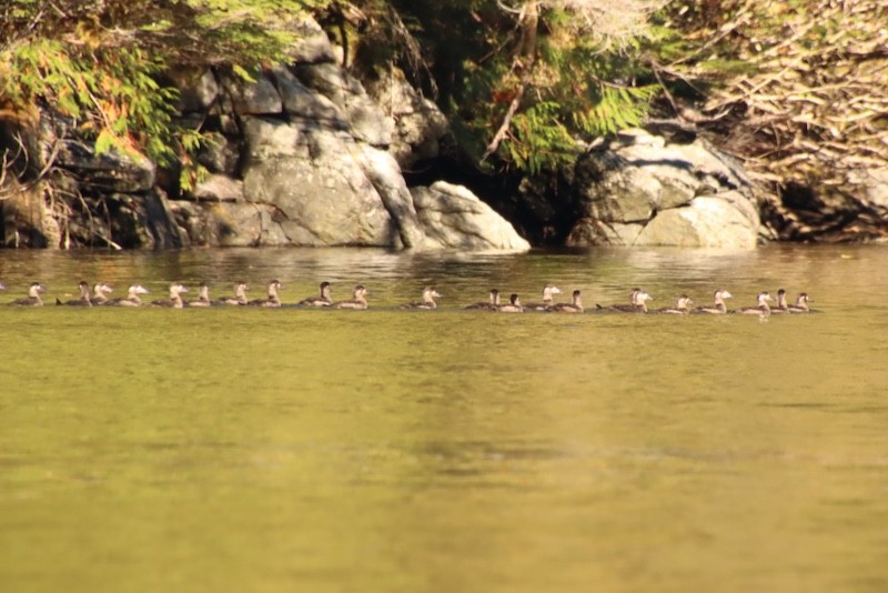 Surf Scoter - ML644880882