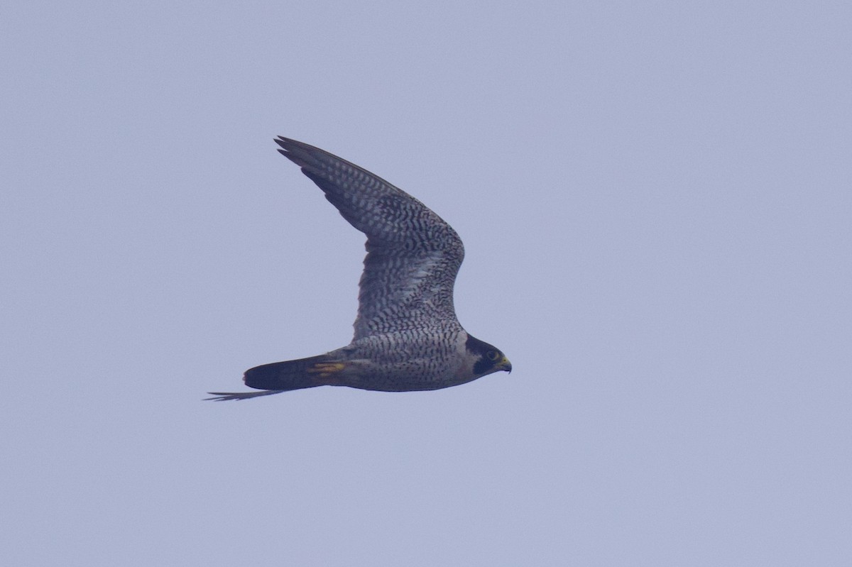 Peregrine Falcon - ML644880884
