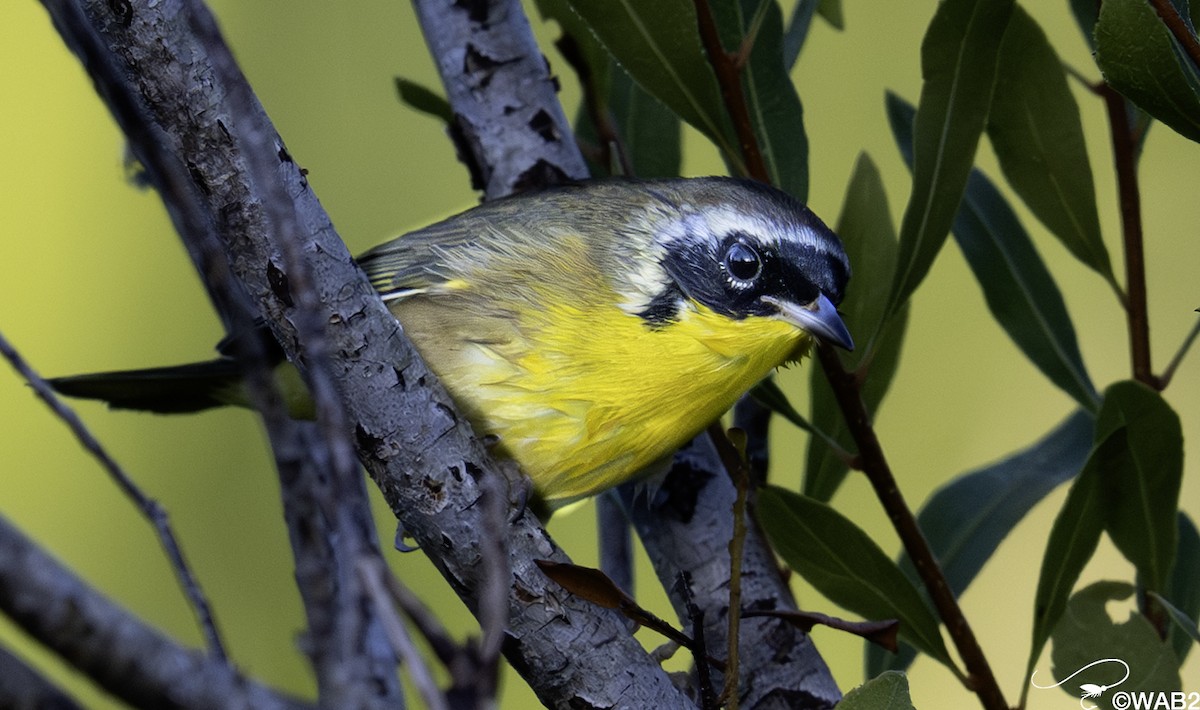 Common Yellowthroat - ML644880891