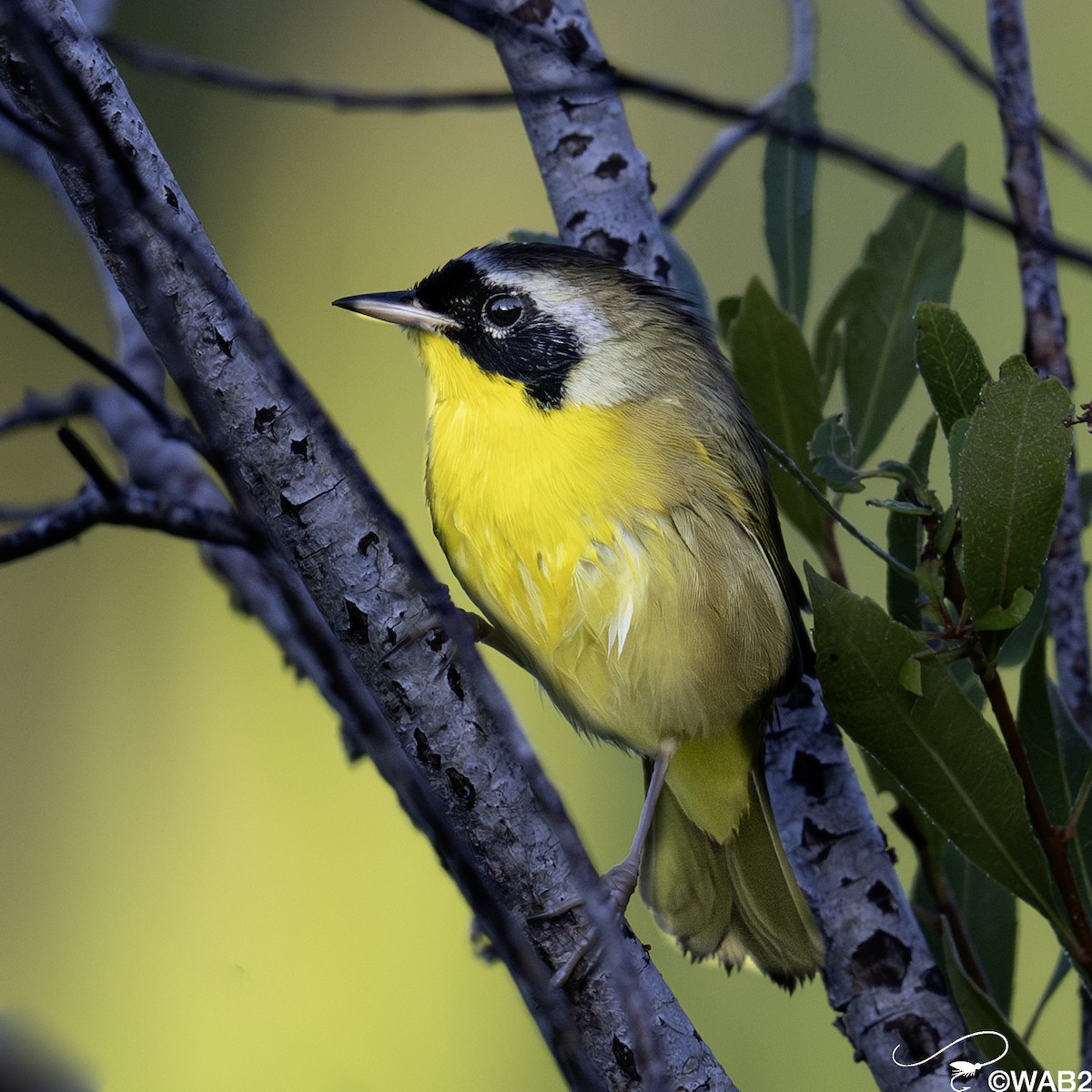 Common Yellowthroat - ML644880892