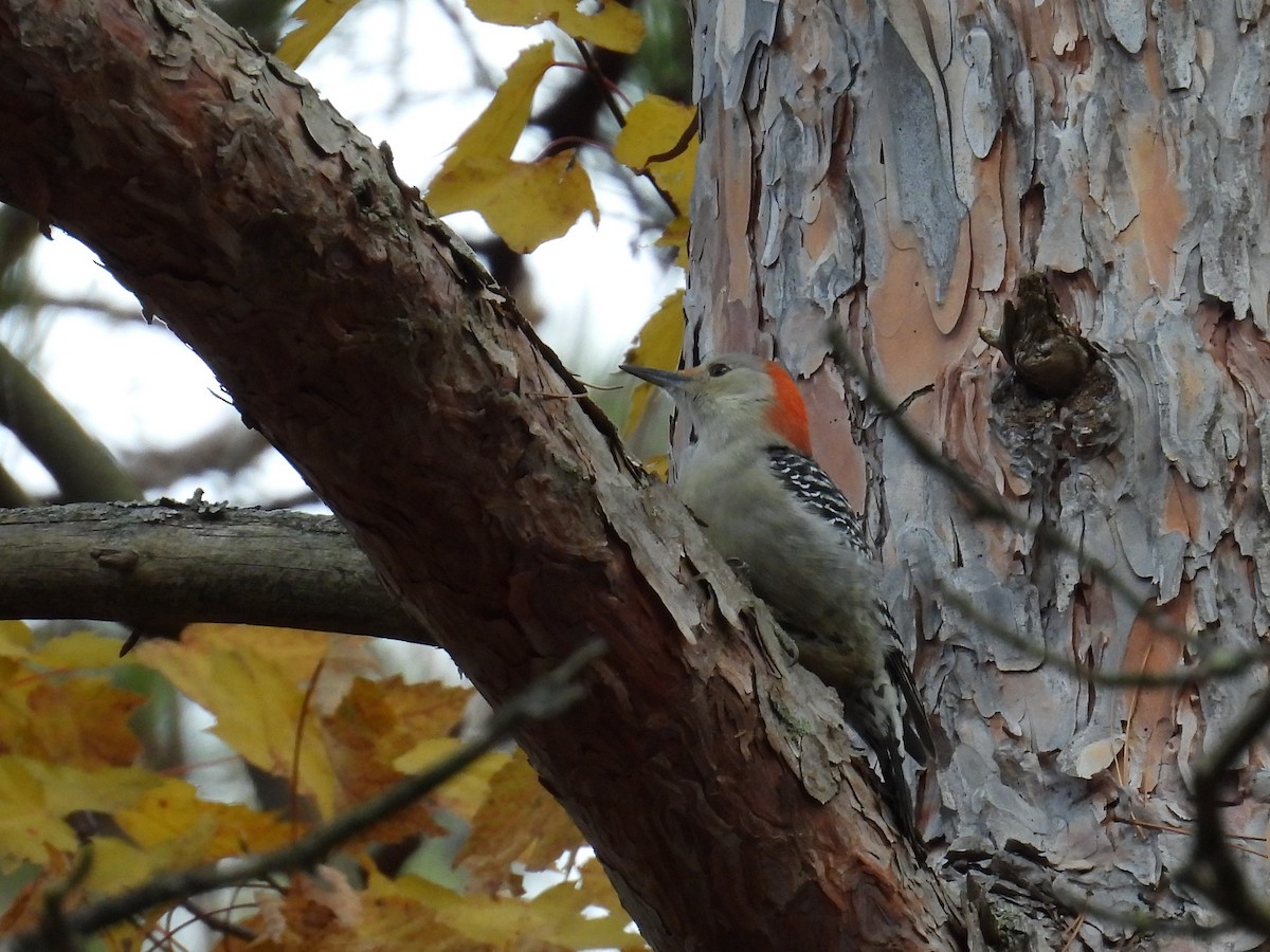 Red-bellied Woodpecker - ML644880893