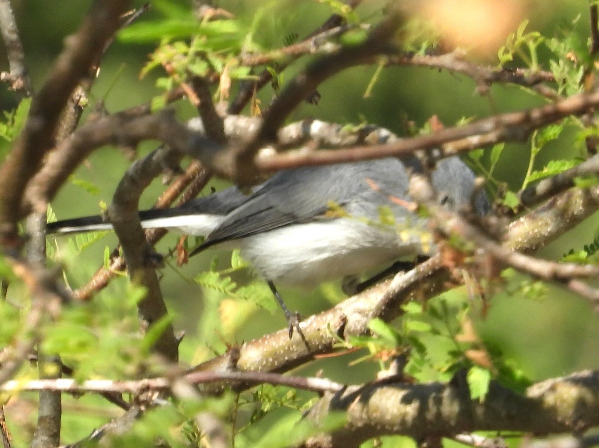 Голубая комароловка - ML644880904