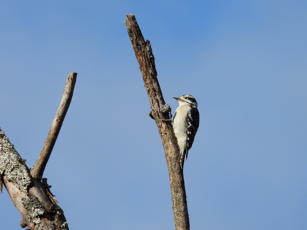 Dunenspecht - ML644880905