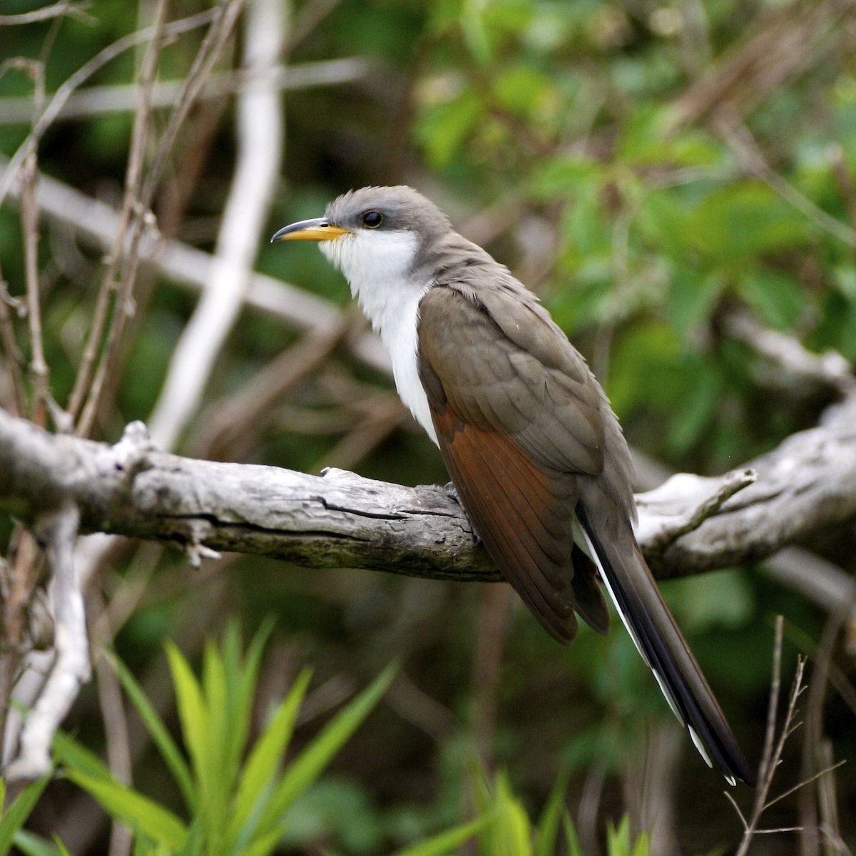Желтоклювая пиайя - ML644880908