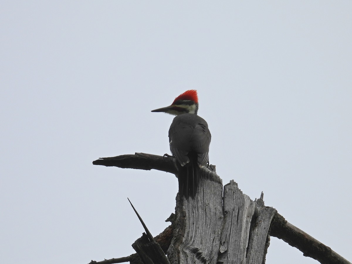 Pileated Woodpecker - ML644880913