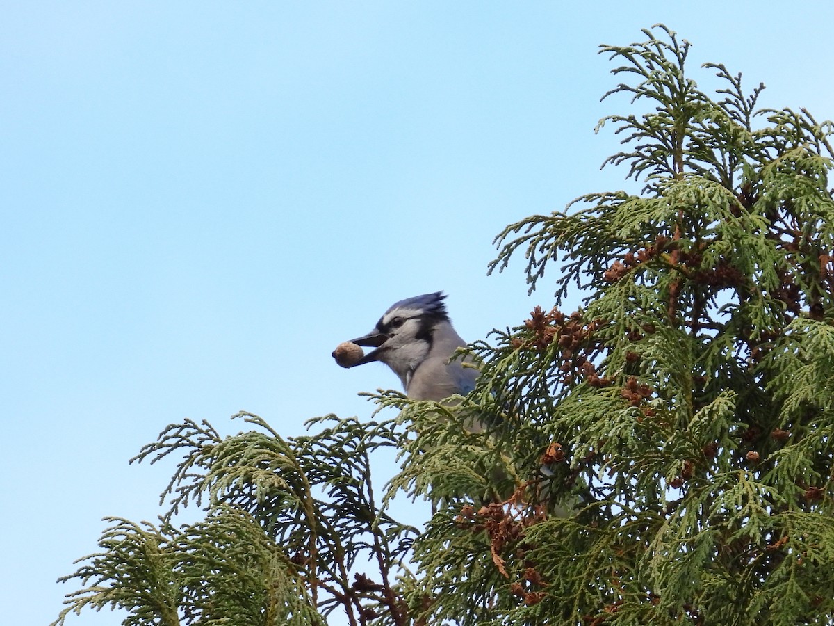 Blue Jay - ML644880920