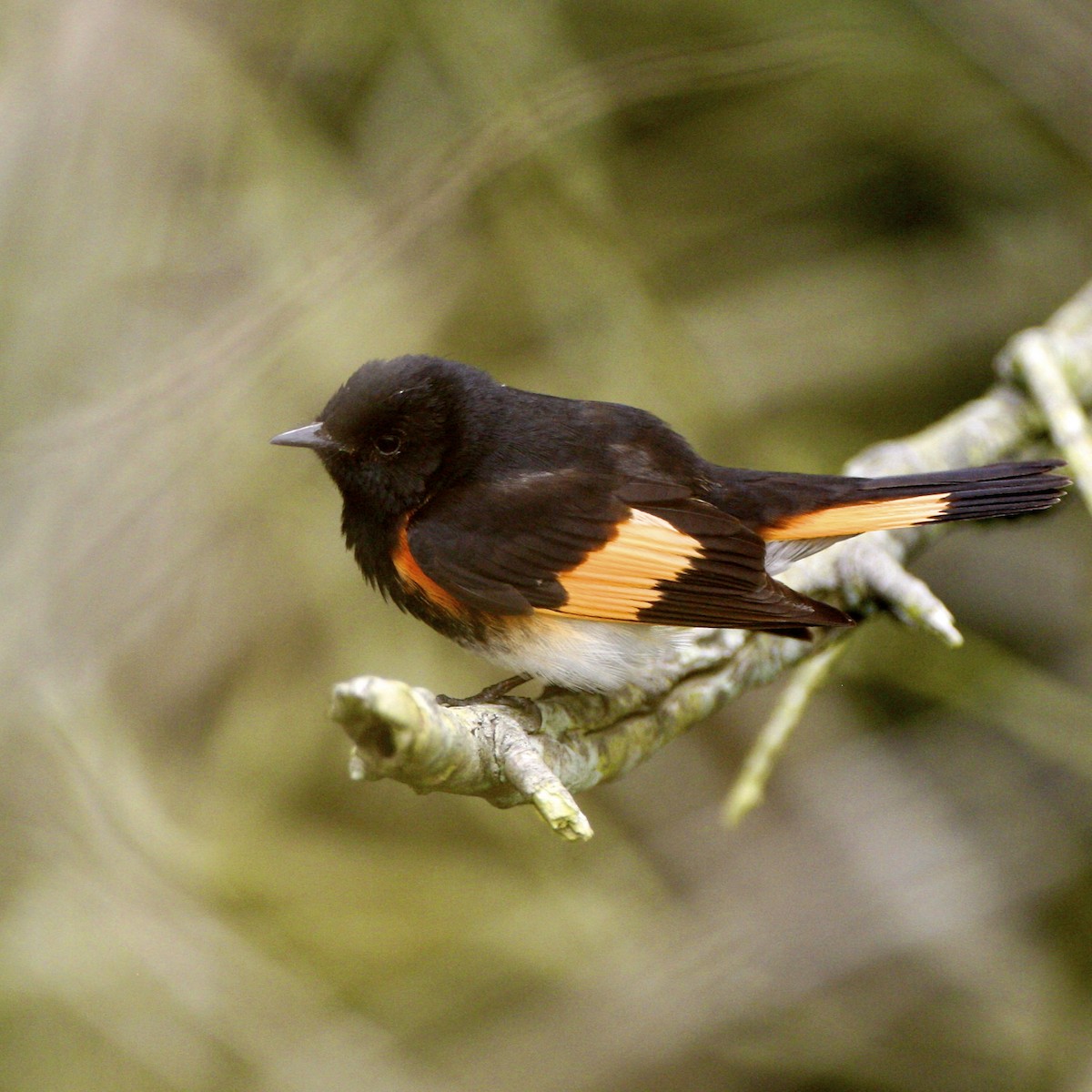 סבכון חכלילי - ML644880922
