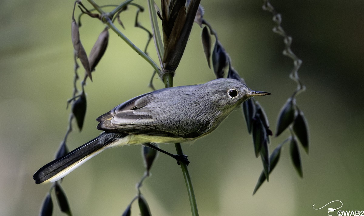 Голубая комароловка - ML644880923