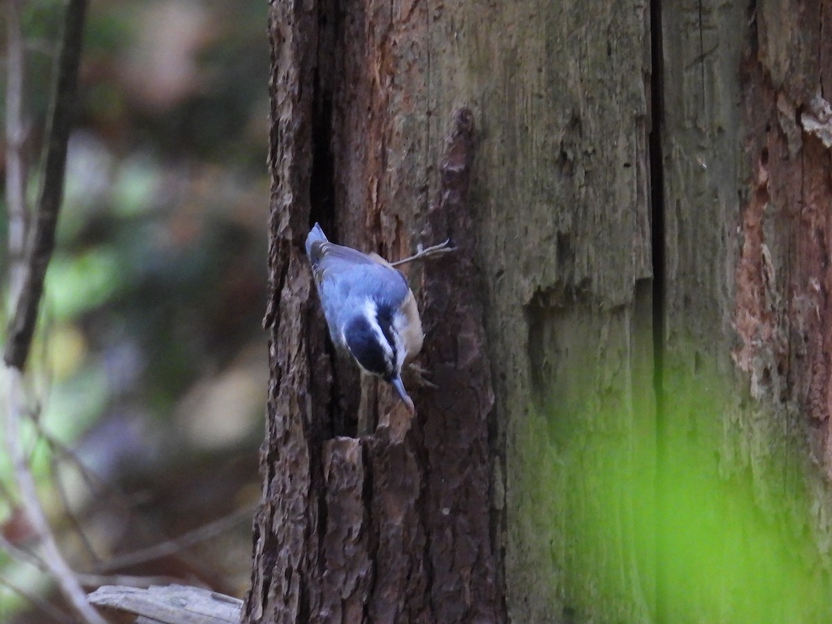 Red-breasted Nuthatch - ML644880927