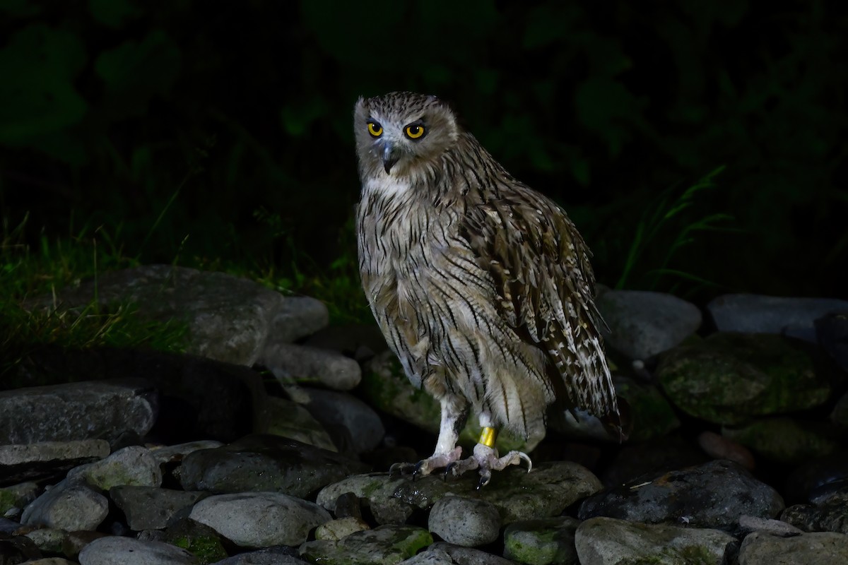 Blakiston's Fish-Owl - ML644880937