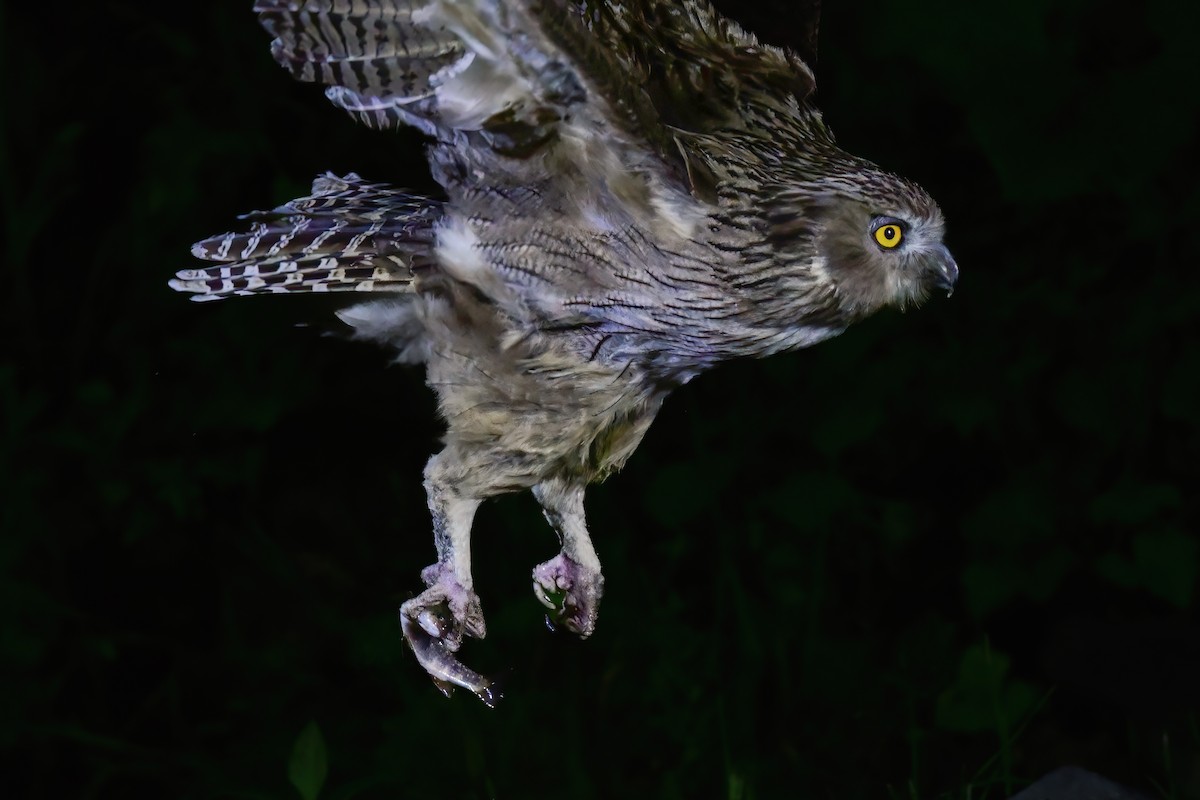 Blakiston's Fish-Owl - ML644880939