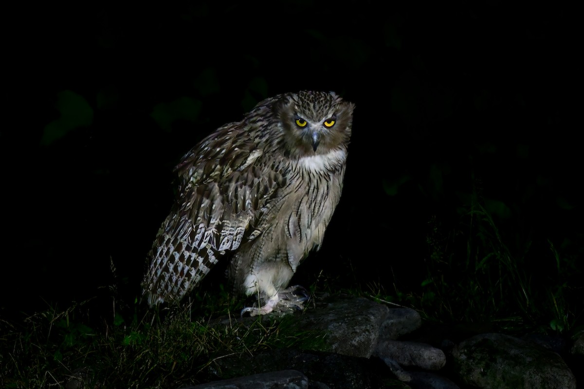 Blakiston's Fish-Owl - ML644880940