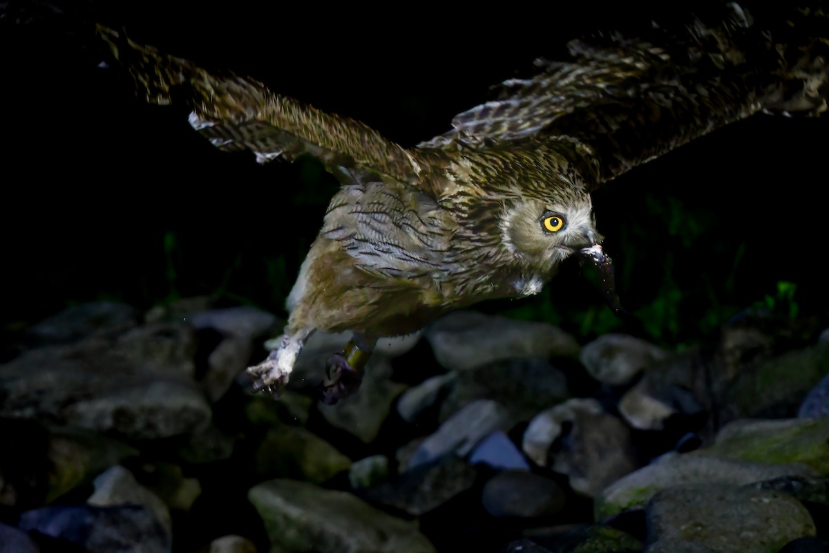 Blakiston's Fish-Owl - ML644880943