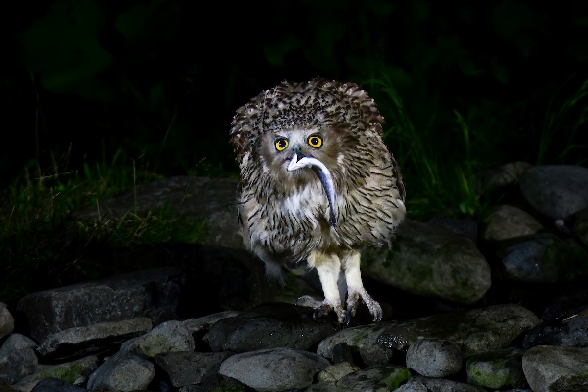 Blakiston's Fish-Owl - ML644880944