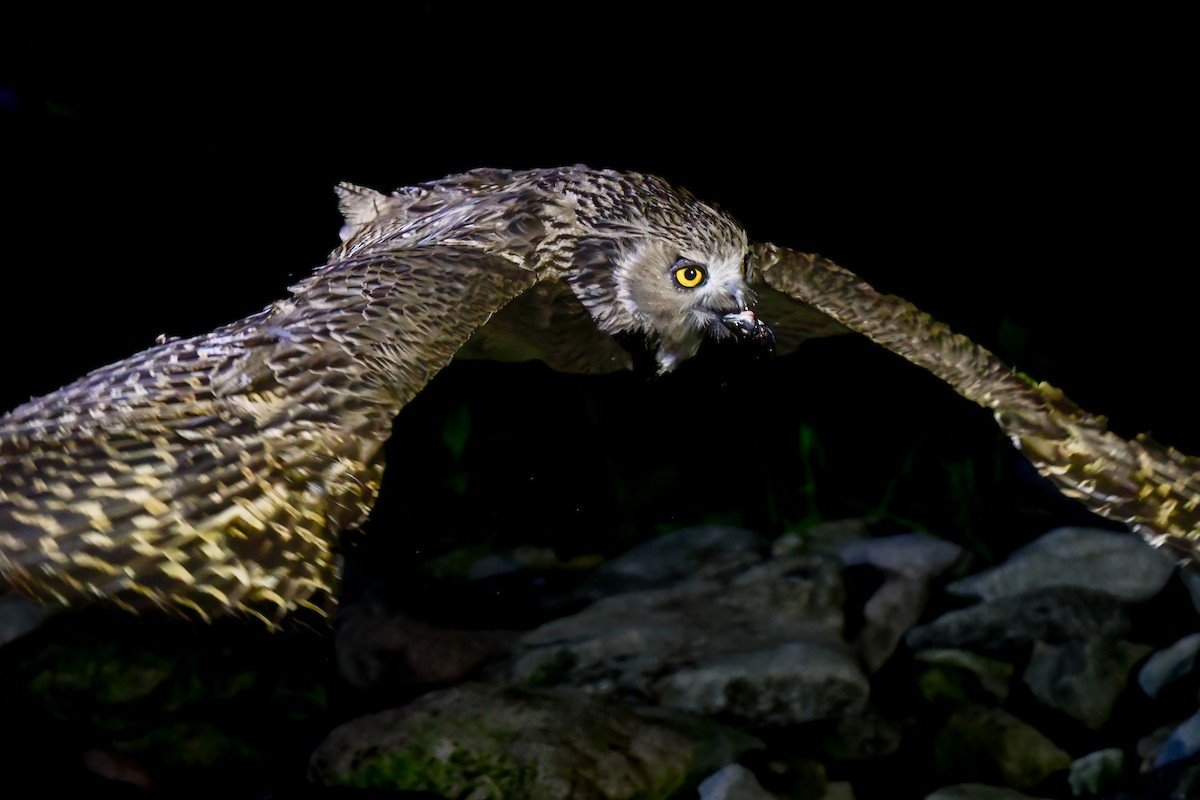 Blakiston's Fish-Owl - ML644880945