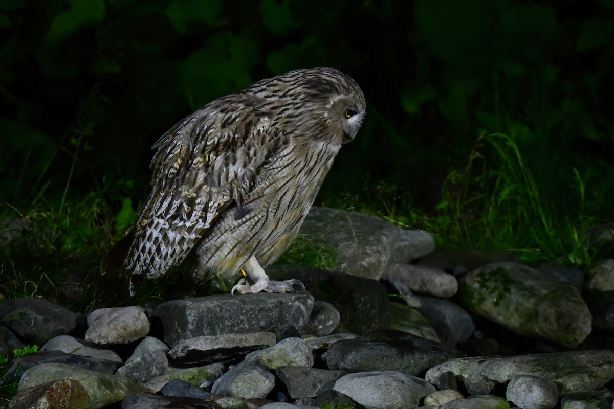Blakiston's Fish-Owl - ML644880946