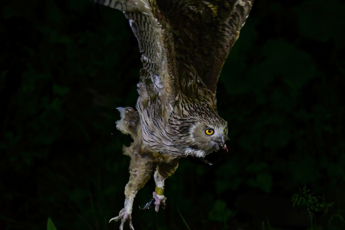 Blakiston's Fish-Owl - ML644880947