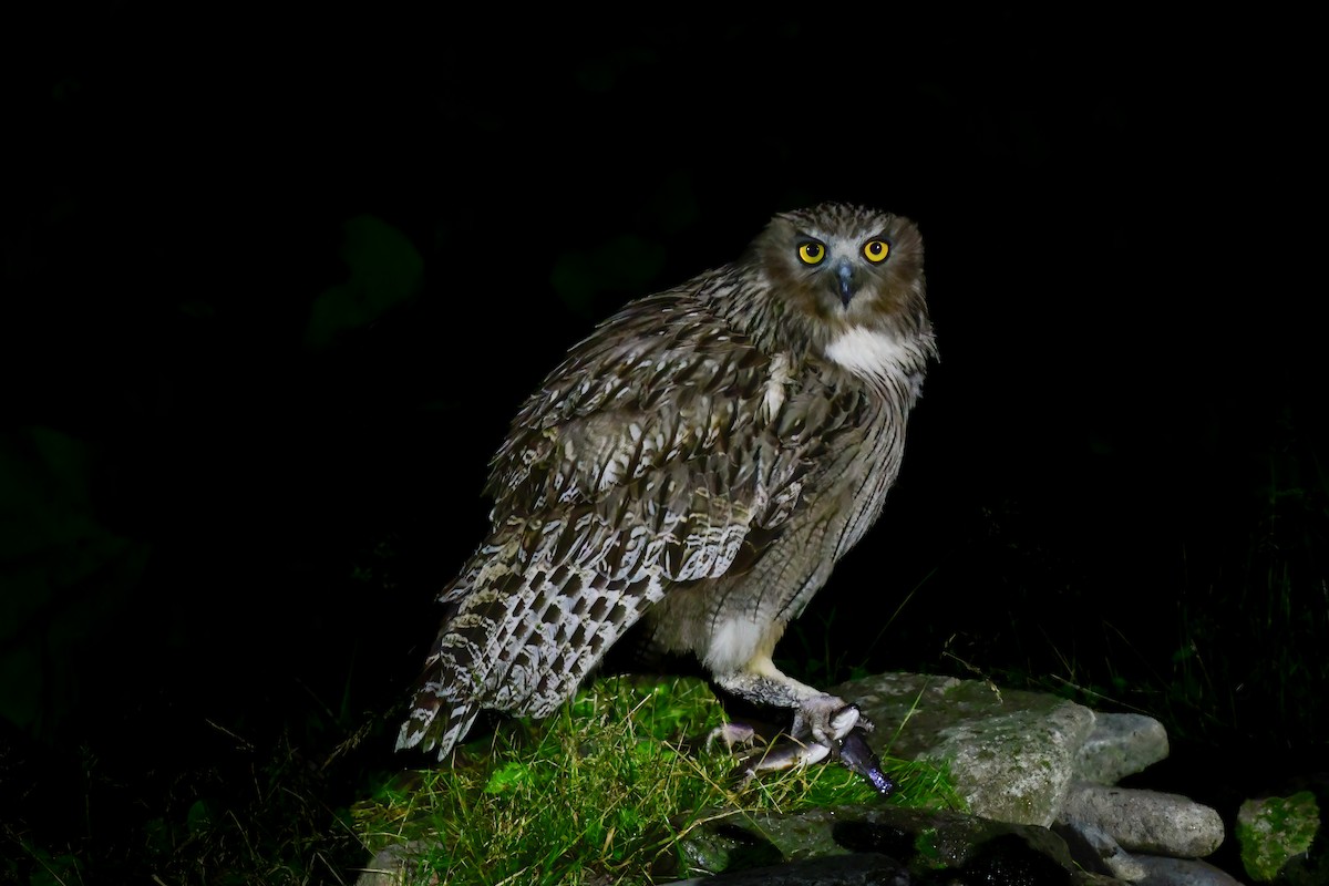 Blakiston's Fish-Owl - ML644880948