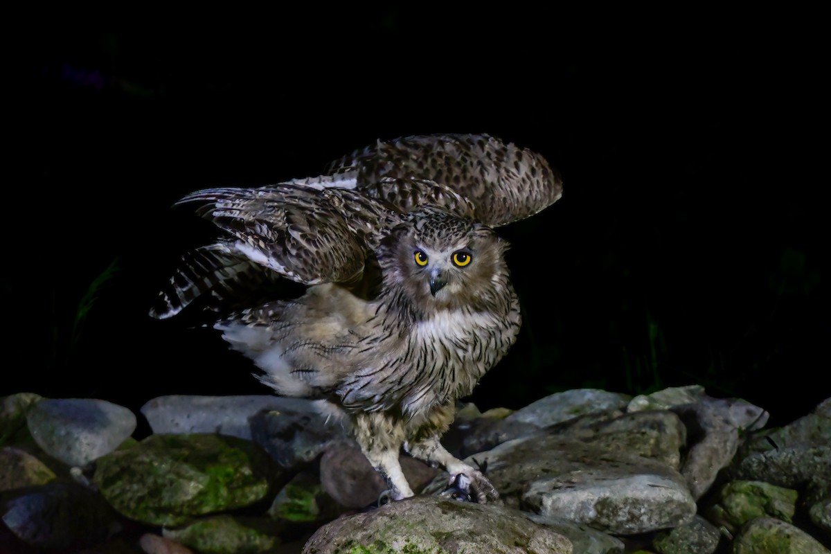 Blakiston's Fish-Owl - ML644880949