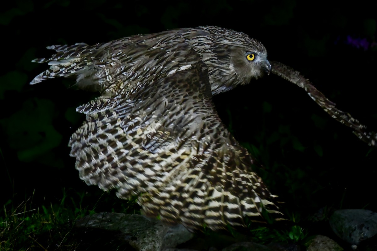 Blakiston's Fish-Owl - ML644880950