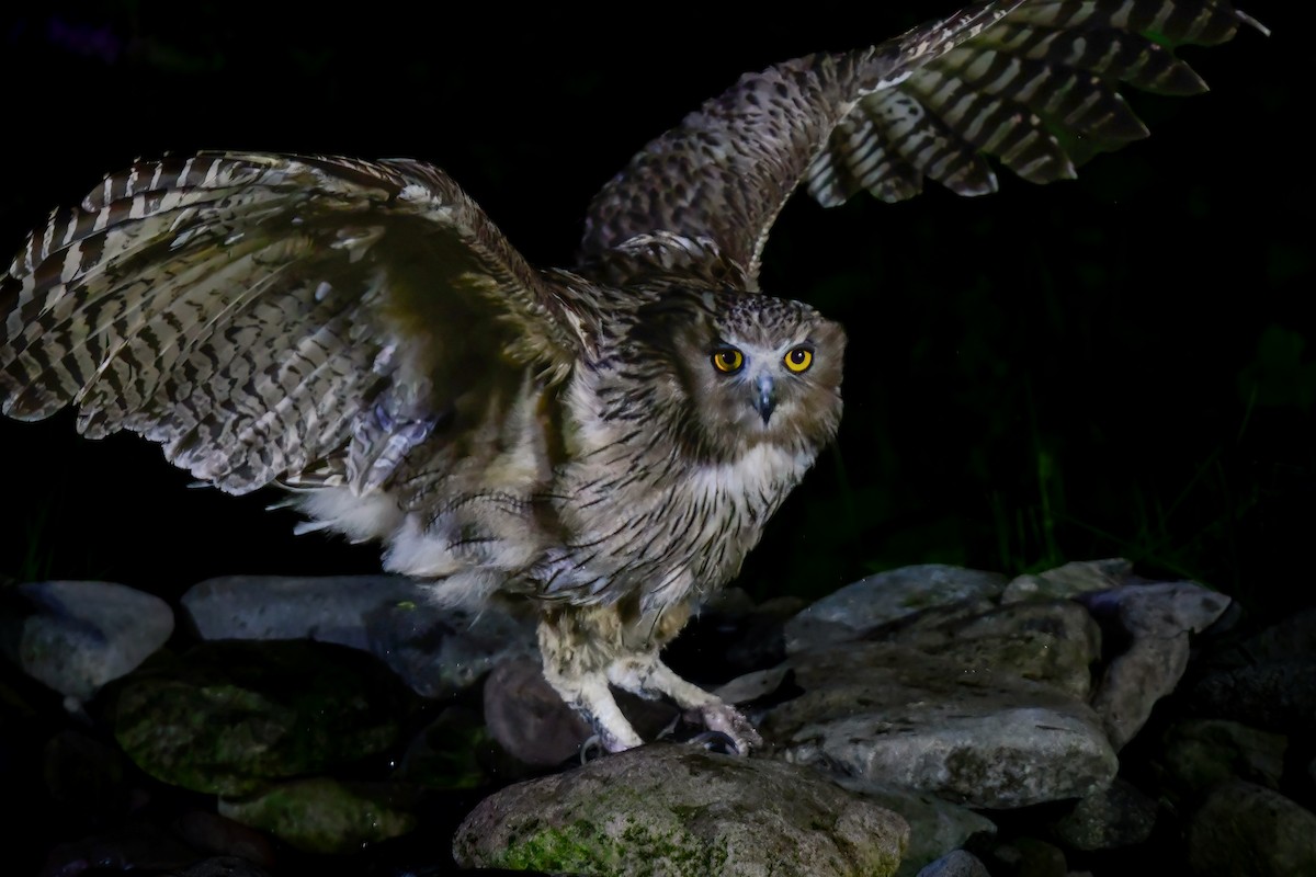 Blakiston's Fish-Owl - ML644880951