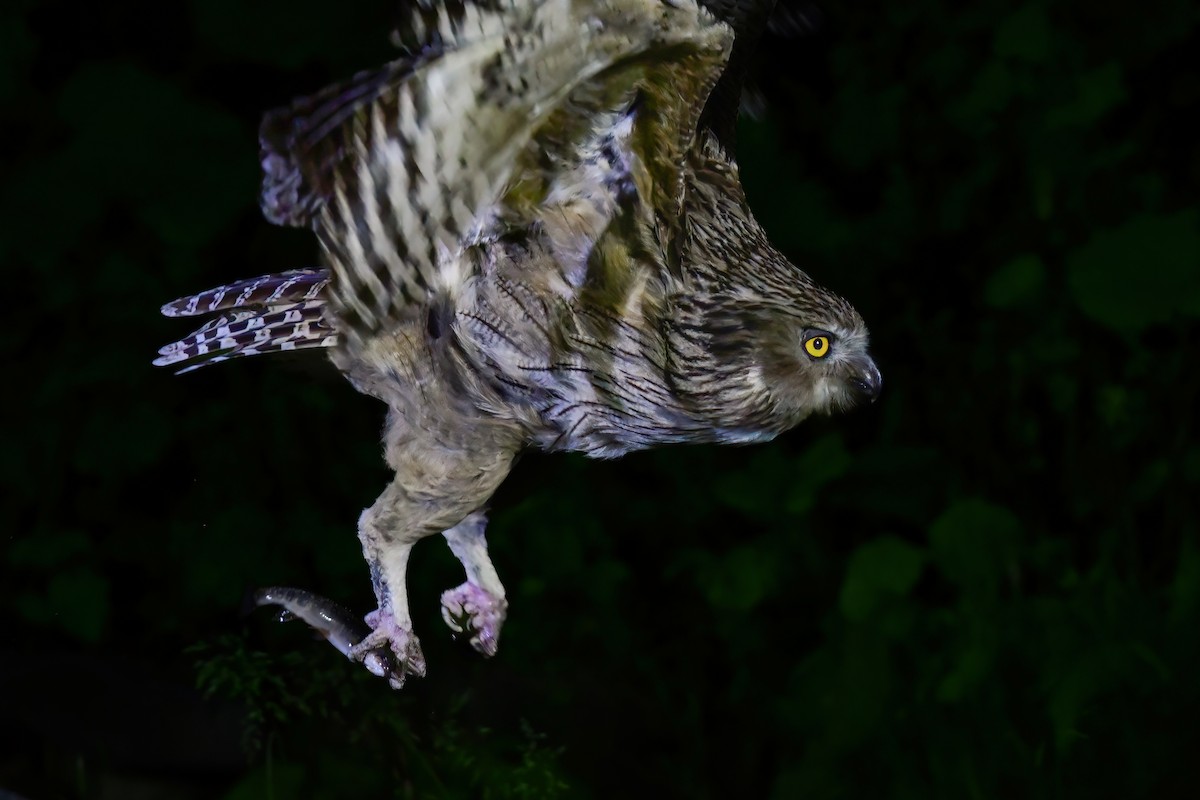 Blakiston's Fish-Owl - ML644880954