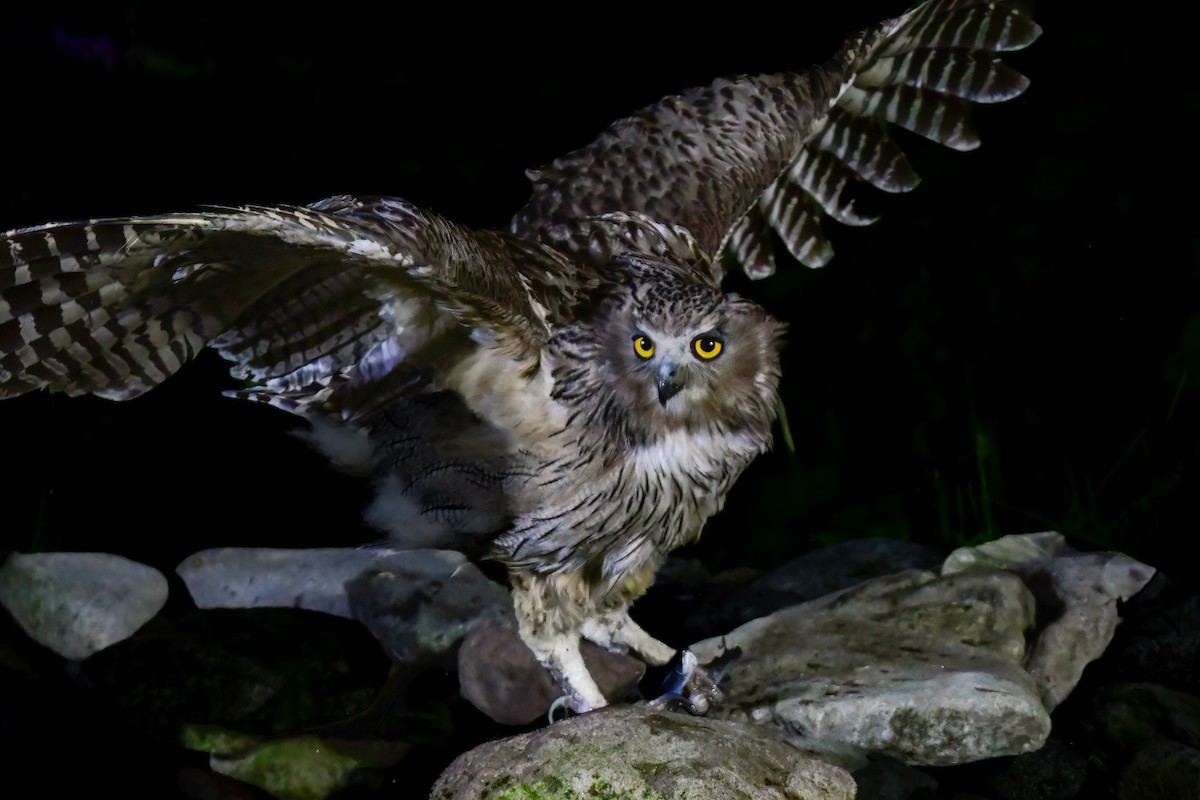 Blakiston's Fish-Owl - ML644880955