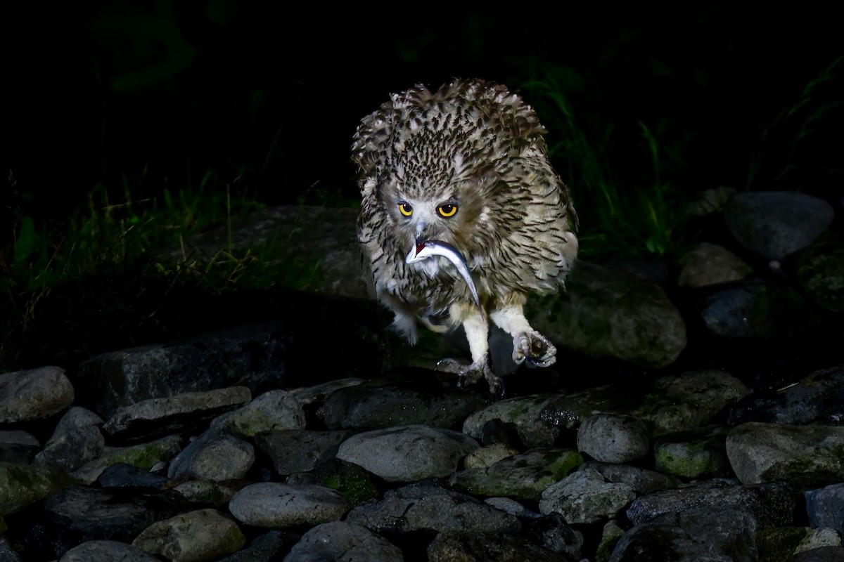 Blakiston's Fish-Owl - ML644880956