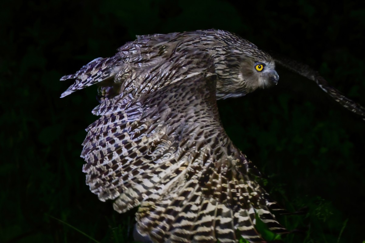 Blakiston's Fish-Owl - ML644880957