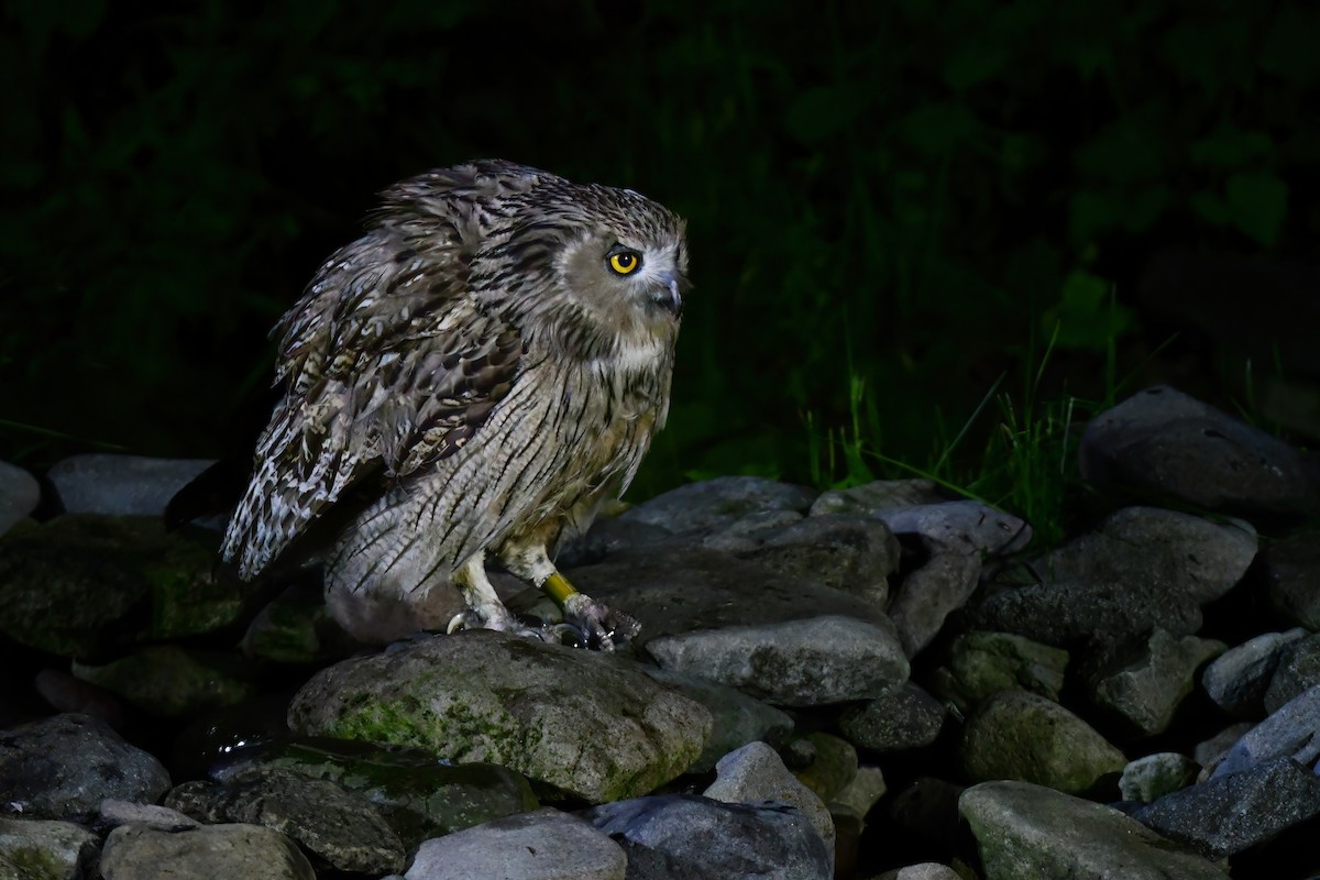 Blakiston's Fish-Owl - ML644880958