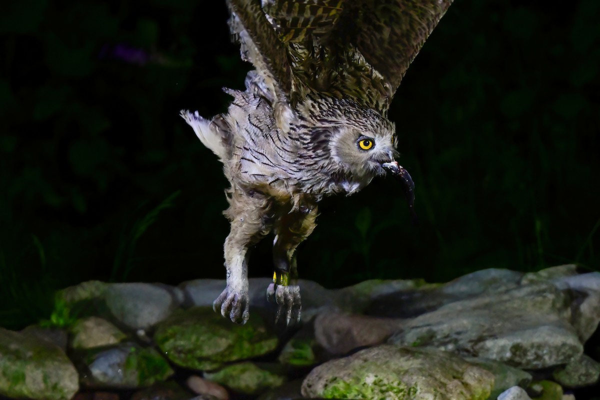 Blakiston's Fish-Owl - ML644880959