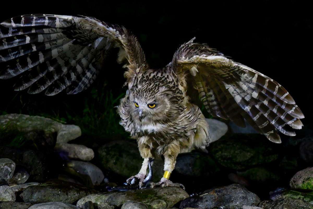 Blakiston's Fish-Owl - ML644880960