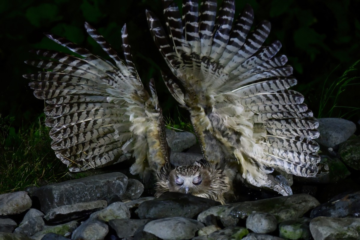 Blakiston's Fish-Owl - ML644880961