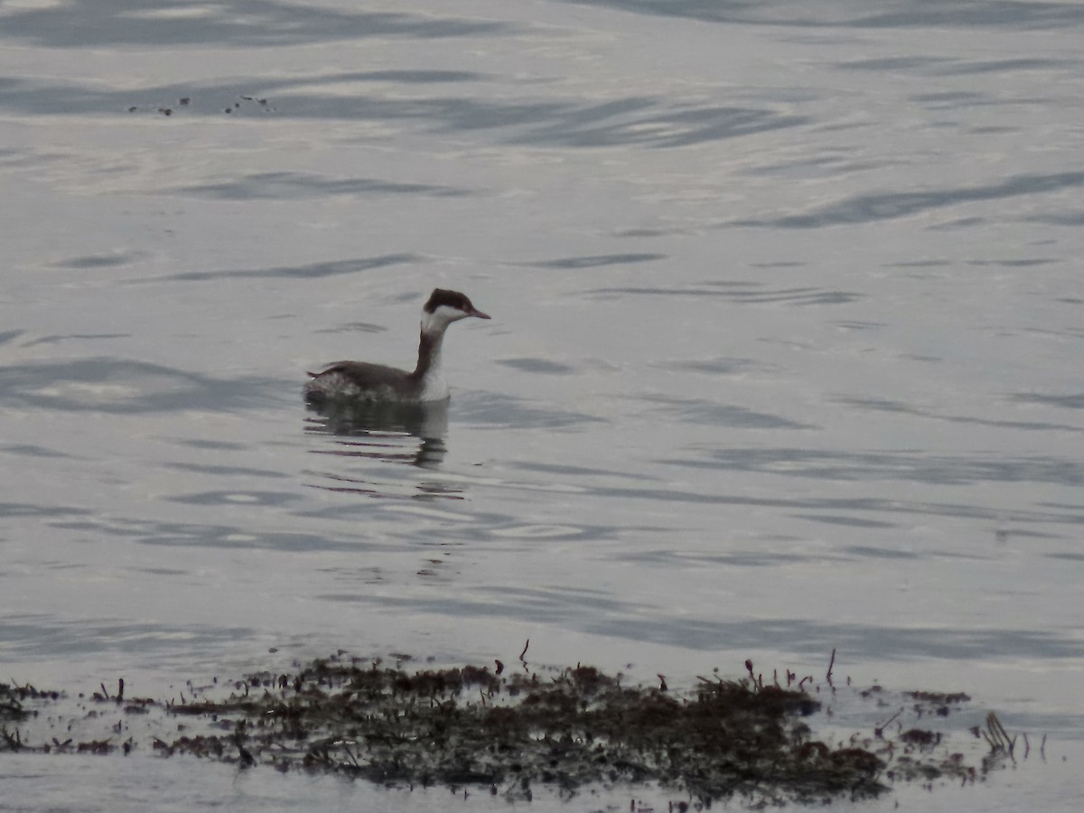 Zampullín Cuellirrojo - ML644880968