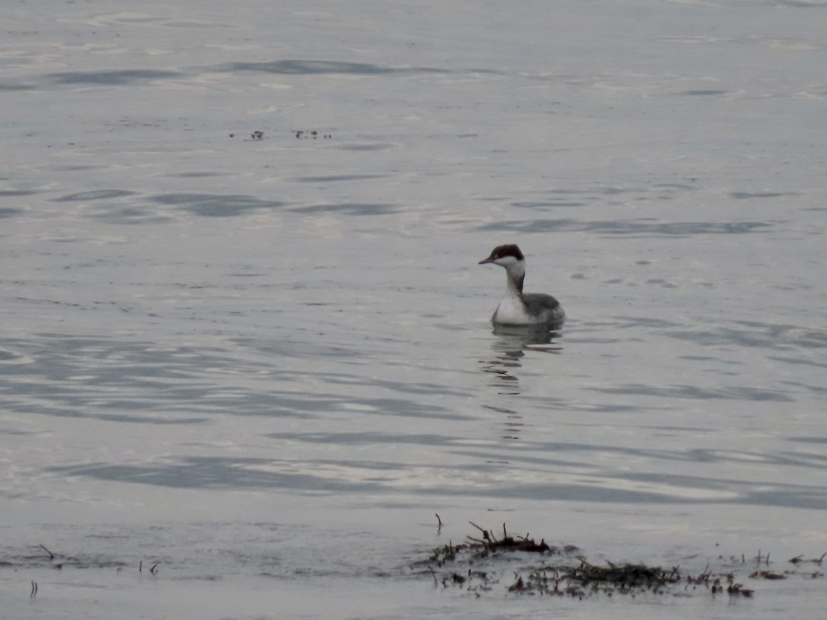 Zampullín Cuellirrojo - ML644880969
