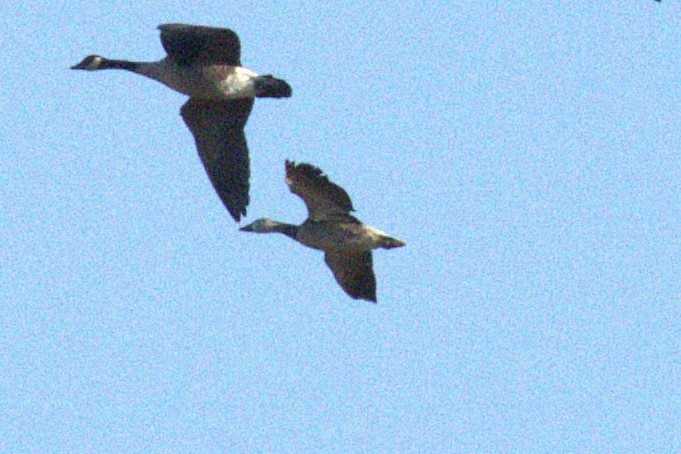 Snow Goose - ML644880973