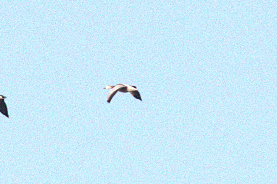 Snow Goose - ML644880974